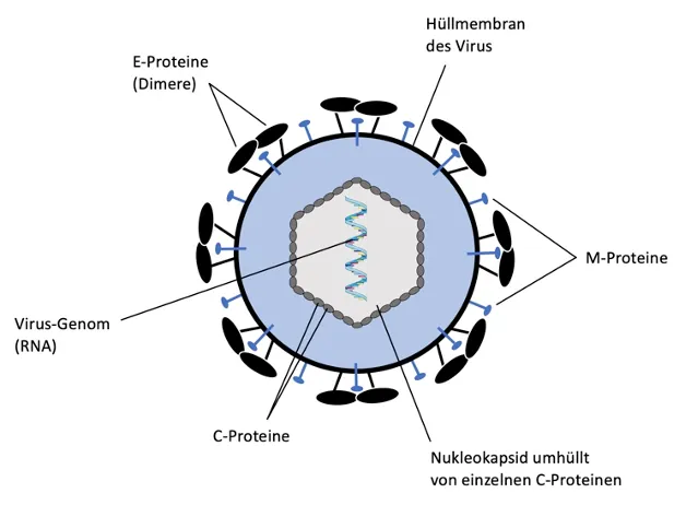FSME-Virus