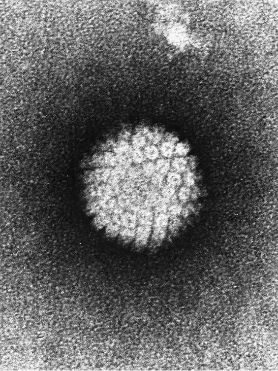 HPV-Virus