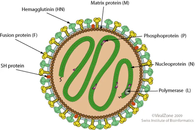 Mumpsvirus